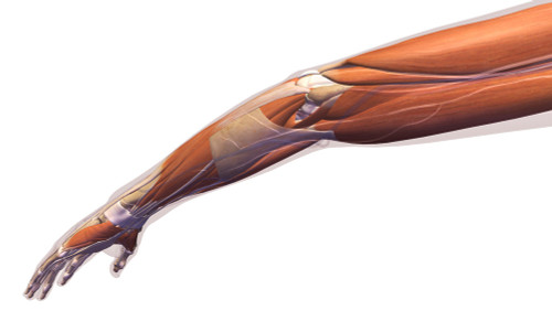 Female arm, elbow muscles and tendons on white background. Poster Print by Hank Grebe/Stocktrek Images - Item # VARPSTHAG700028H