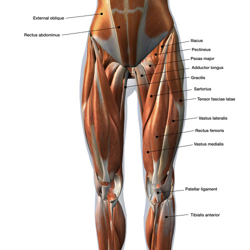 X-ray view of female chest and abdomen muscles. Poster