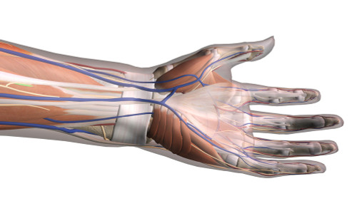 Hand anatomy, ventral view on white background. Poster Print by Hank Grebe/Stocktrek Images - Item # VARPSTHAG700045H