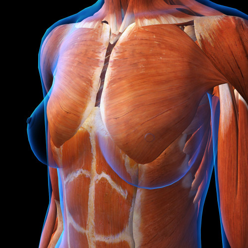 Female anterior thoracic wall chest muscles. Poster Print by Hank  Grebe/Stocktrek Images - Item # VARPSTHAG700033H