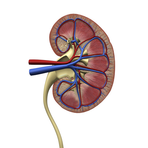 Human kidney anatomy, cross section. Poster Print by Hank Grebe/Stocktrek Images - Item # VARPSTHAG700076H