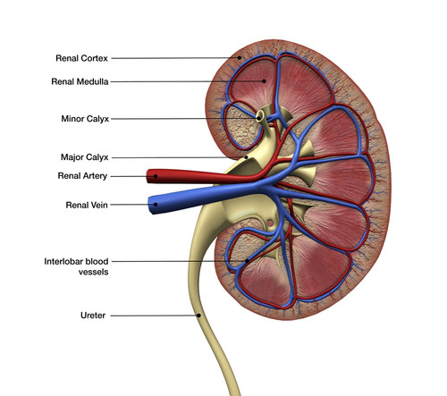 Human kidney anatomy, cross section with labels. Poster Print by Hank Grebe/Stocktrek Images - Item # VARPSTHAG700077H