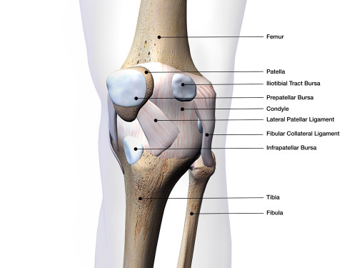 Knee joint bone and connective tissue with labels. Poster Print by Hank Grebe/Stocktrek Images - Item # VARPSTHAG700099H