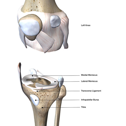 Knee joint bone and connective tissue, exploded view with labels. Poster Print by Hank Grebe/Stocktrek Images - Item # VARPSTHAG700100H