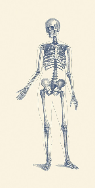Vintage anatomy print of a human skeleton facing forward showcasing inner arm bones. Poster Print by John Parrot/Stocktr - Item # VARPSTJPA700007H