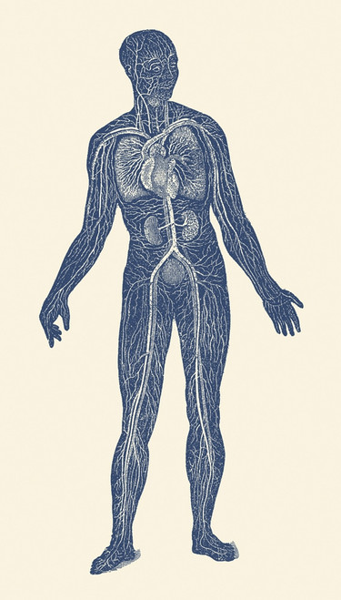 Vintage anatomy print of the lymphatic and circulatory systems in human body. Poster Print by John Parrot/Stocktrek Imag - Item # VARPSTJPA700037H