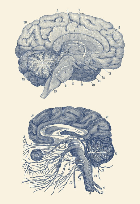 Diagram of the arteries of the brain and the circulatory system surrounding the brain. Poster Print by John Parrot/Stock - Item # VARPSTJPA700072H