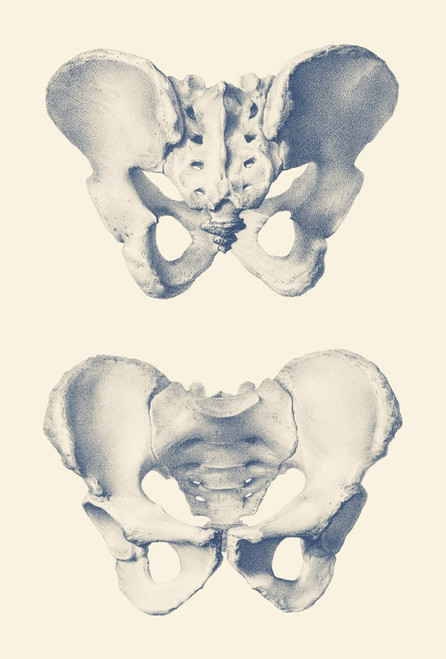 Vintage anatomy print showing a dual view of the human pelvis. Poster Print by John Parrot/Stocktrek Images - Item # VARPSTJPA700111H