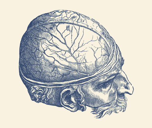 Vintage anatomy print features an artistic view the male brain. Poster Print by John Parrot/Stocktrek Images - Item # VARPSTJPA700125H