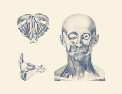 Vintage anatomy print showing multiple views of the human eyes. Poster Print by John Parrot/Stocktrek Images - Item # VARPSTJPA700127H