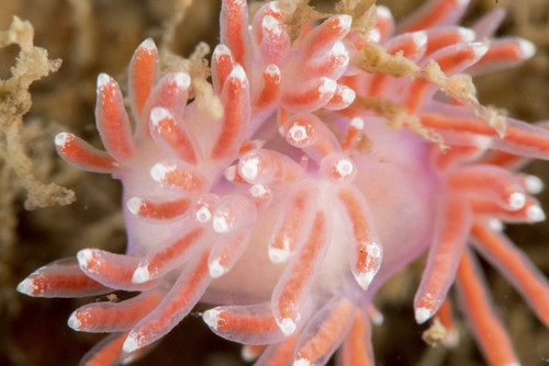 Nudibranch on hydroids, Oresund, Denmark. Poster Print by Morten Beier/Stocktrek Images - Item # VARPSTMBE400010U
