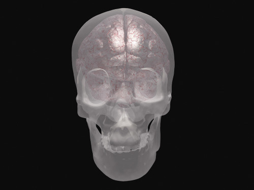 Brain revealed in transparent skull. 3D rendering Poster Print by Bruce Rolff/Stocktrek Images - Item # VARPSTRFF700091H
