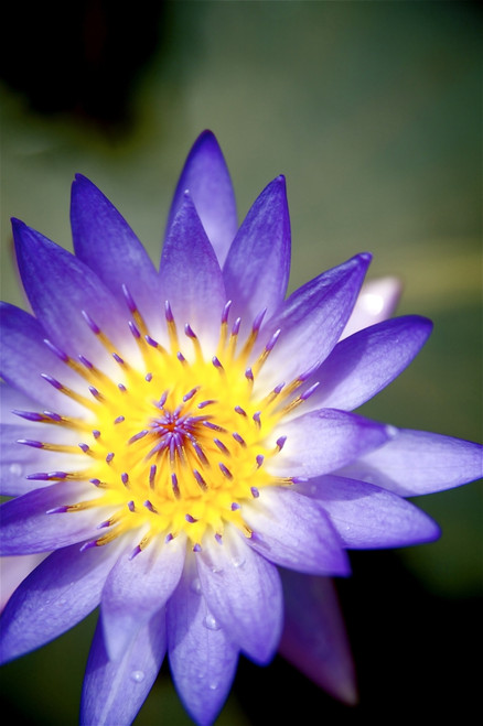 Hawaii, Kauai, Kilauea, Purple Lily Sitting In A Pond. Poster Print by Kicka Witte / Design Pics - Item # VARDPI1969321