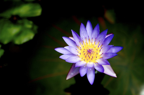 Hawaii, Kauai, Kilauea, Purple Lily Sitting In A Pond. Poster Print by Kicka Witte / Design Pics - Item # VARDPI1969319