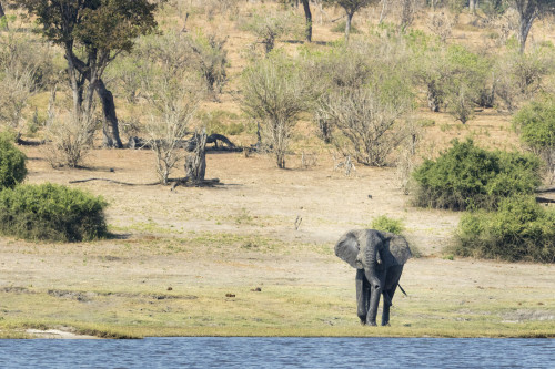 Africa, Botswana, Chobe National Park. Male African elephant at river.  Poster Print by Jaynes Gallery - Item # VARPDDAF05BJY0131