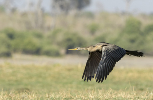 Africa, Botswana, Chobe National Park. African darter flying.  Poster Print by Jaynes Gallery - Item # VARPDDAF05BJY0225