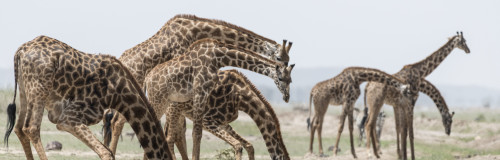 Africa, Kenya, Amboseli National Park. Close-up of giraffes drinking. Poster Print by Jaynes Gallery - Item # VARPDDAF21BJY0036