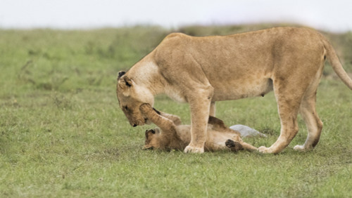 Africa, Kenya, Maasai Mara National Reserve. Lioness playing with cub. Poster Print by Jaynes Gallery - Item # VARPDDAF21BJY0048