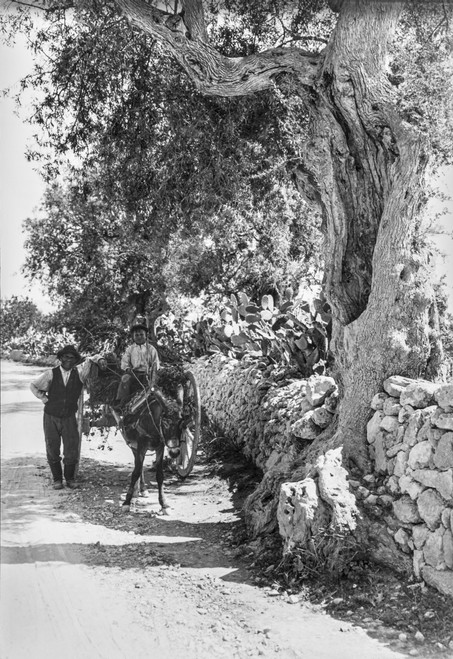 Horse And Cart Poster Print by John Short / Design Pics - Item # VARDPI12327839