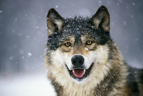 Wolf Portrait Captive Winter Poster Print by Tom Soucek / Design Pics - Item # VARDPI2116115