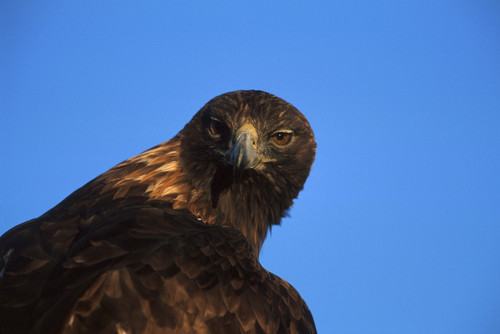 Golden Eagle Portrait Captive Poster Print by Tom Soucek / Design Pics