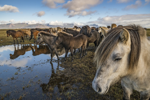 Icelandic Horses; Iceland Poster Print by Robert Postma / Design Pics - Item # VARDPI12326918 Icelandic Horses; Iceland Poster Print by Robert Postma / Design Pics - Item # VARDPI12326918