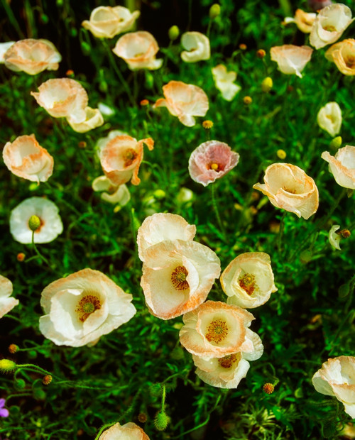 Papevar Rhoeas Poster Print by The Irish Image Collection / Design Pics