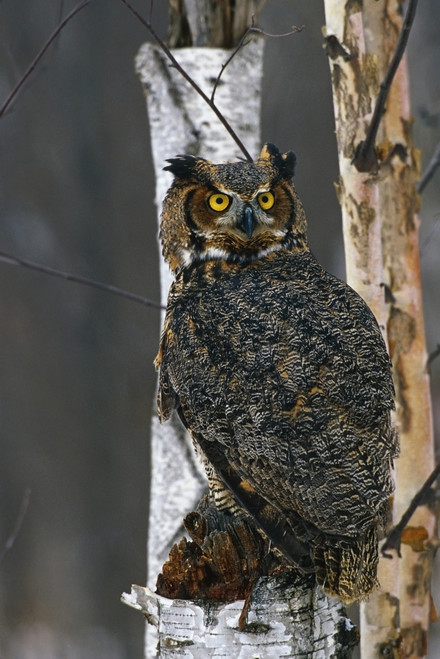Great Horned Owl Perched Captive Poster Print by Tom Soucek / Design Pics - Item # VARDPI2166802