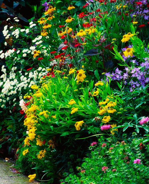 Mixed Flower Border Poster Print by The Irish Image Collection / Design Pics - Item # VARDPI1811673