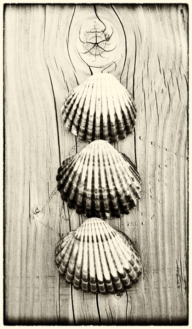 Three shells on piece of wood Poster Print by Hilary Jane Morgan / Design Pics - Item # VARDPI12545572