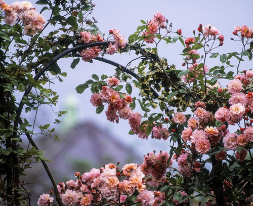 Cherry Blossoms, Ireland Poster Print by The Irish Image Collection / Design Pics