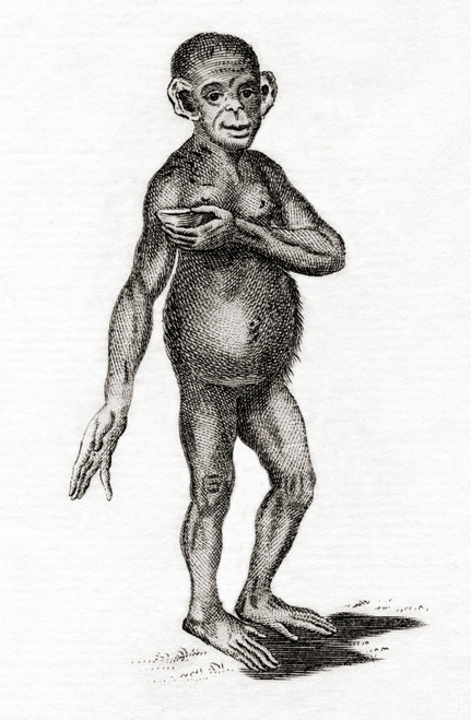 Chimpanzee.  From An 18th Century Print. Poster Print by Ken Welsh / Design Pics - Item # VARDPI12289903