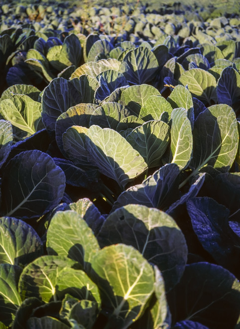 Cabbages, Co Meath, Ireland Poster Print by The Irish Image Collection / Design Pics - Item # VARDPI1806077