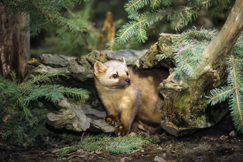 American Marten (Martes americana) in a forest Poster Print by Tom Soucek / Design Pics - Item # VARDPI2170441