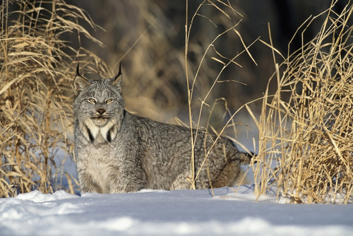 Captive Lynx Walking In Snow Winter/Nminnesota Poster Print by Tom Soucek / Design Pics