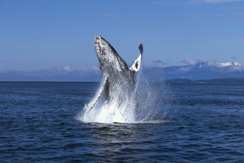 Humpback Whale Breaching Frederick Sound Se Ak Poster Print by Tom Soucek / Design Pics - Item # VARDPI2170359