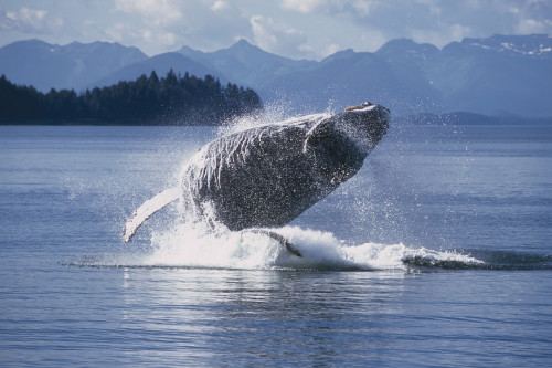 Humpback Whale Breaching Frederick Sound Se Ak Poster Print by Tom Soucek / Design Pics - Item # VARDPI2170358