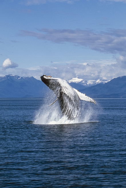 Humpback Whale Breaching Frederick Sound Se Ak Poster Print by Tom Soucek / Design Pics - Item # VARDPI2116121