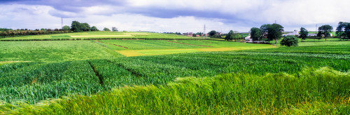 Barley Field, Co Down, Ireland Poster Print by The Irish Image Collection / Design Pics - Item # VARDPI1811969