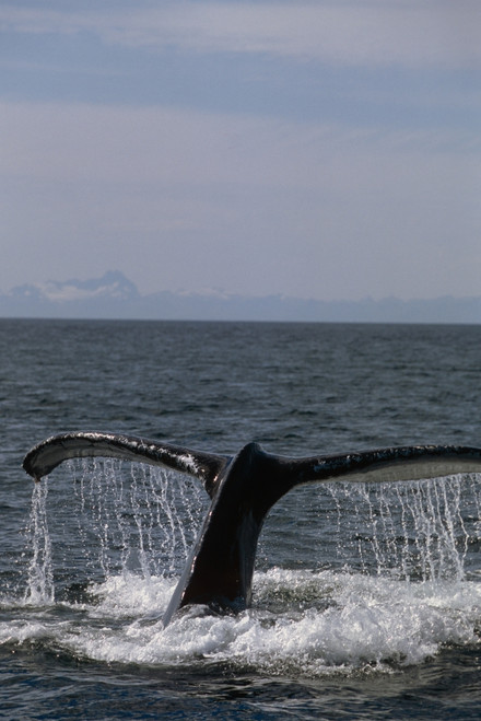 Humpback Whale Fluke Frederick Sound Se Ak Summer Poster Print by Tom Soucek / Design Pics - Item # VARDPI2170361