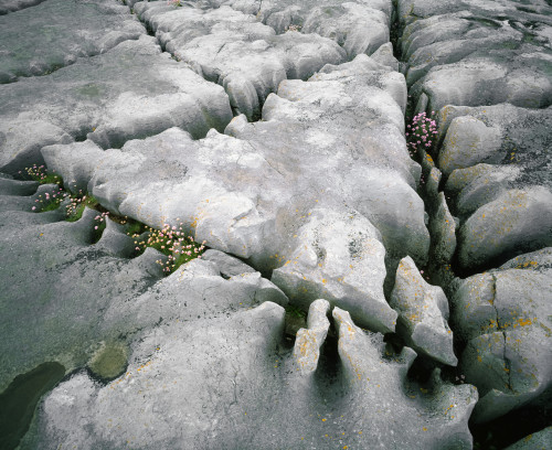 Burren, Fissures, Co Clare Ireland Poster Print by The Irish Image Collection / Design Pics - Item # VARDPI1810978