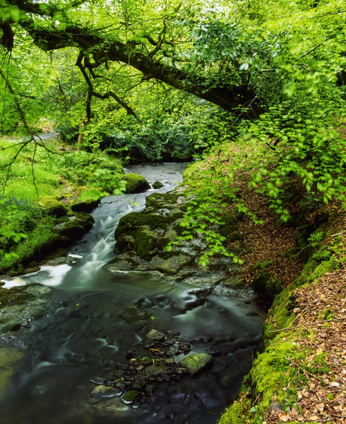 Kilfane Glen, Co Kilkenny, Ireland Poster Print by The Irish Image Collection / Design Pics - Item # VARDPI1806519