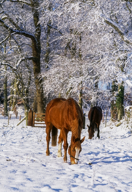 Ireland, Thoroughbred Horses, Mares Poster Print by The Irish Image Collection / Design Pics - Item # VARDPI1816403