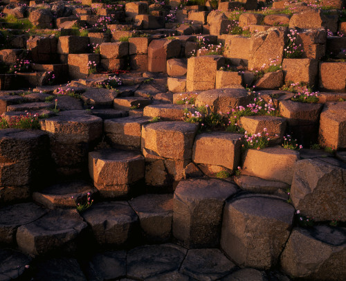 Giant's Causeway, Co Antrim, Ireland Poster Print by The Irish Image Collection / Design Pics - Item # VARDPI1800120
