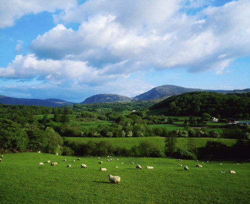 County Kerry, Ireland, Near Kilgarvan Poster Print by The Irish Image Collection / Design Pics - Item # VARDPI1806640
