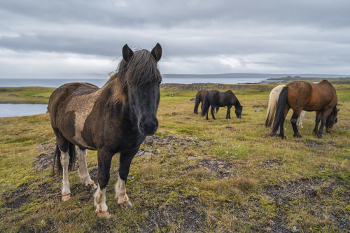 Icelandic horses in the rugged landscape; Iceland Poster Print by Robert Postma / Design Pics - Item # VARDPI12546852
