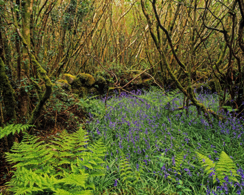 Hazel Coppice And Bluebells In Ireland Poster Print by The Irish Image Collection / Design Pics - Item # VARDPI1798115