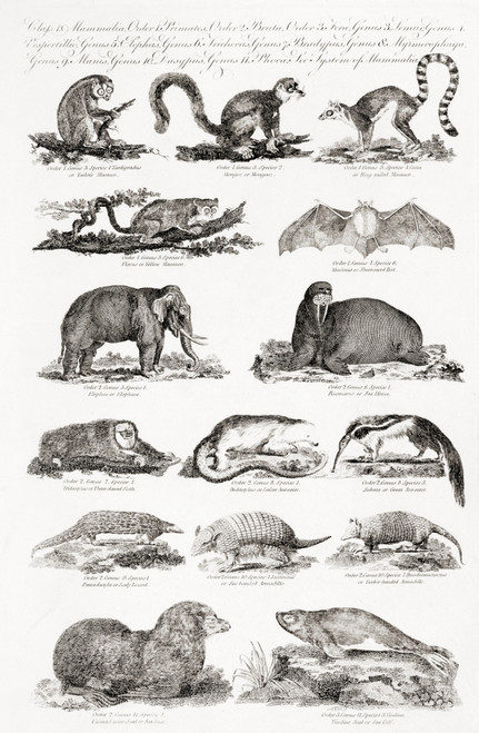 Different Types Of Animals. From An 18th Century Print Poster Print by Ken Welsh / Design Pics - Item # VARDPI12280855