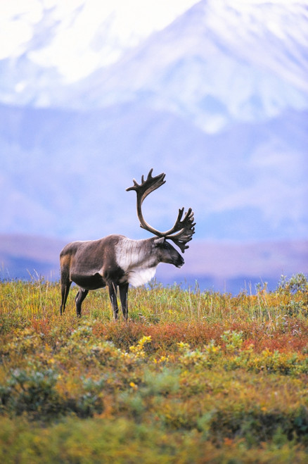 Caribou On Fall Tundra Denali National Park Ak Interior Poster Print by Tom Soucek / Design Pics - Item # VARDPI2106545