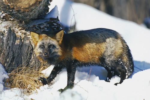 Portrait Of Red Fox Cross Colorization Captive Ak Spring Poster Print by Tom Soucek / Design Pics - Item # VARDPI2318671